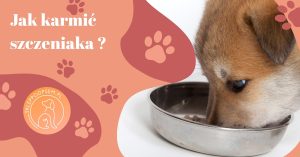 Jak karmić szczeniaka
