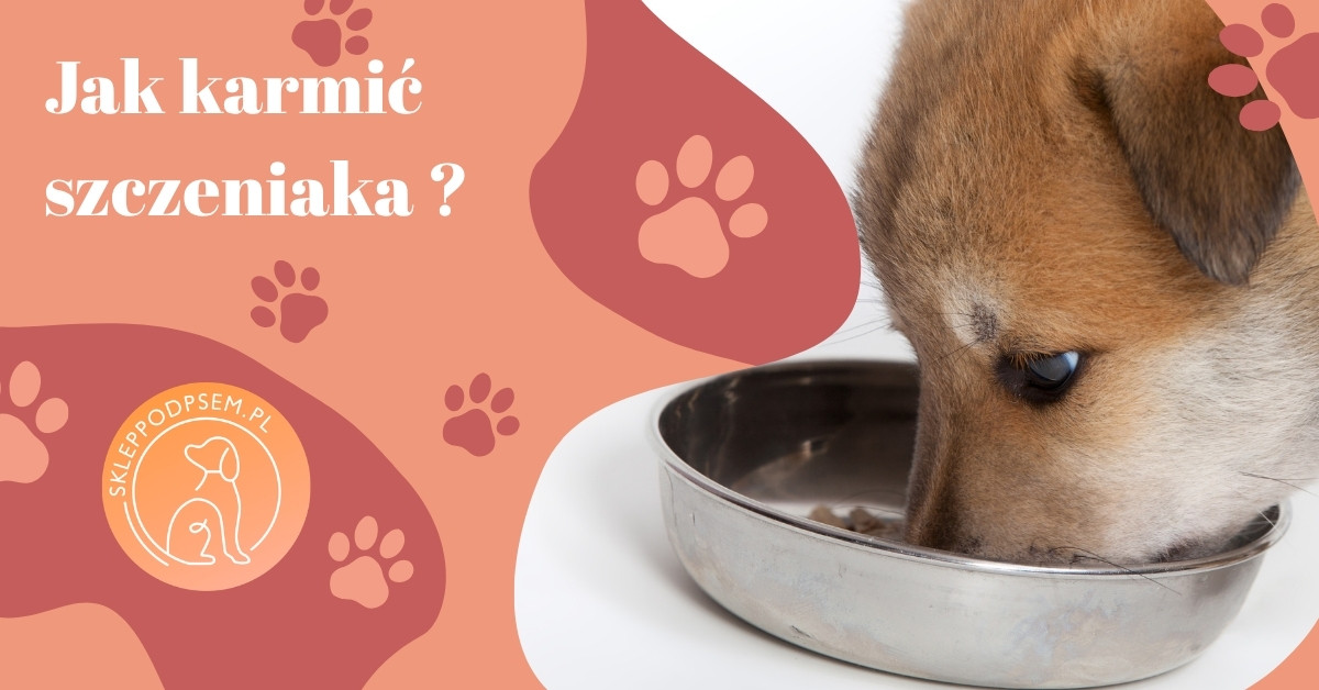 Read more about the article Jak karmić szczeniaka? Kompletny poradnik dla nowych opiekunów